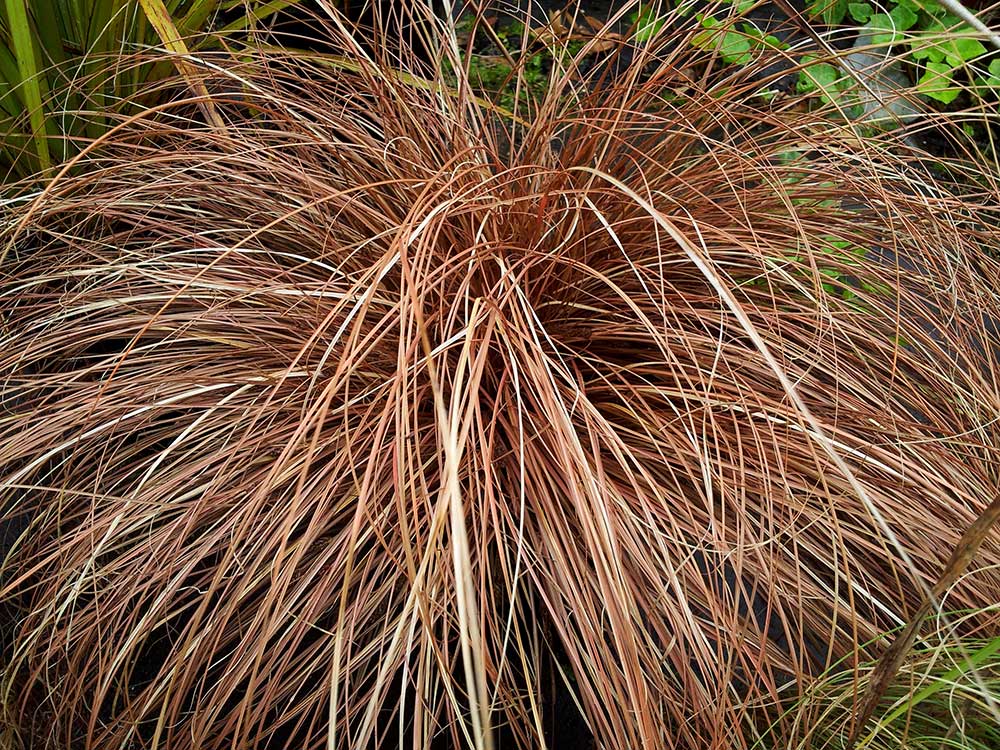 Ostrica ‘Bronze Form’