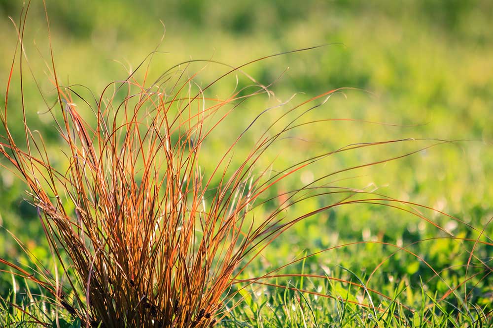 Ostrica ‘Prairie Fire’