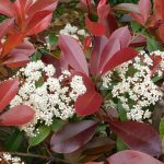 Kvitnúca fotínia (červienka)