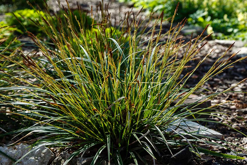 Ostrica japonská ‘Irish Green’