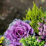 Okrasná kapusta, vresovec