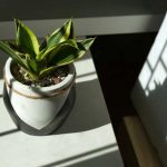 kvetináč s rastlinou na skrinke, tieň