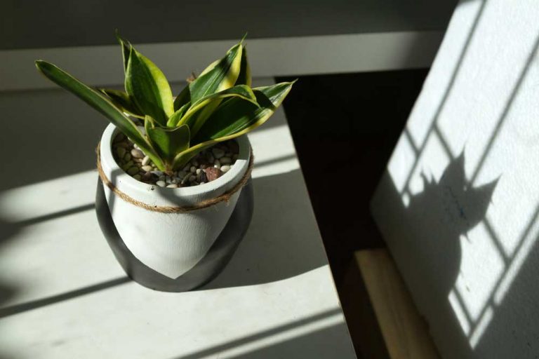 Nedostatok svetla je jedným z najčastejších zabijakov izbových rastlín! Ako zistiť, či má vaša rastlina dosť svetla?