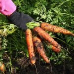 Úroda mrkvy v záhrade
