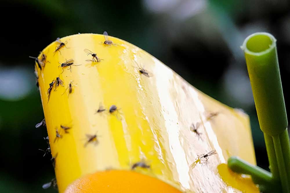 shutterstock 1852371391
