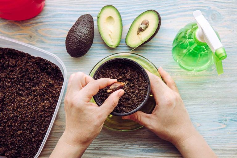 Ako sa starať o avokádo vypestované z kôstky?