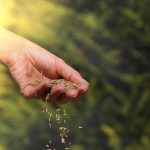 Vysievanie trávnika