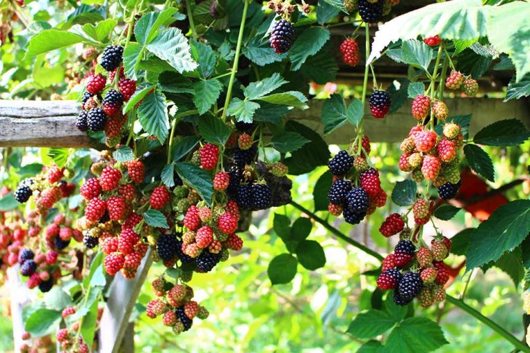 Kedy a ako presadiť už rodiacu dvojročnú černicu?