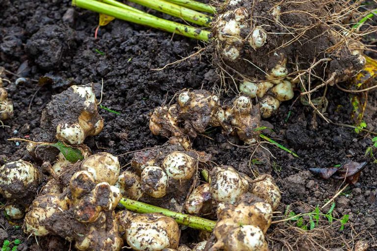 Skladujú sa topinambury rovnako ako zemiaky?