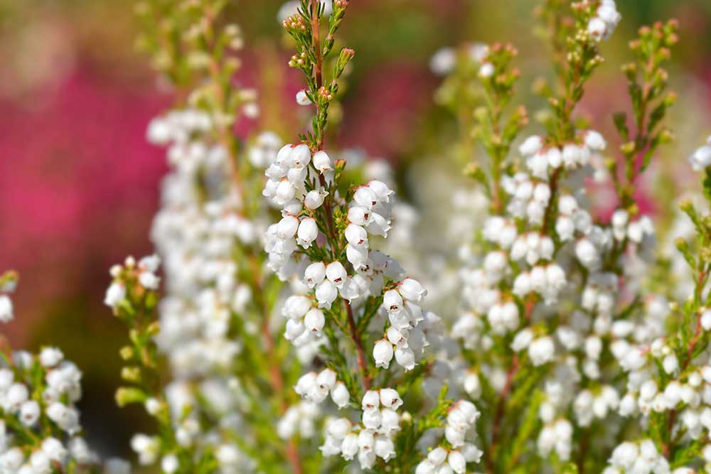 Vresovec vznešený ‘White Perfection’