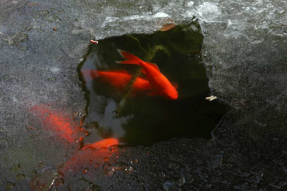 Ryby v zamrznutom jazierku