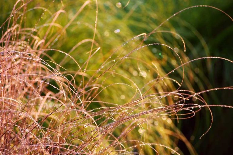 Nenáročné ostrice skrášlia exteriér aj počas zimy. Viete, kde sa im darí najviac?