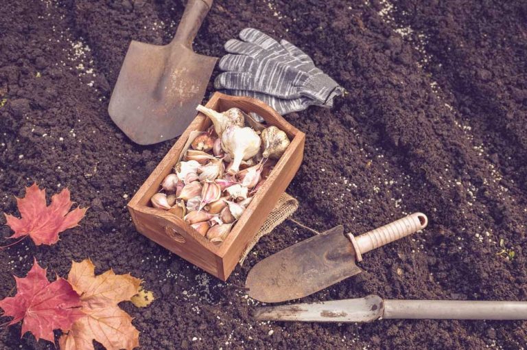 Koniec sezóny v úžitkovej záhrade: Posledné práce v ovocnom sade, čo s hriadkami a ako vysadiť ovocný strom