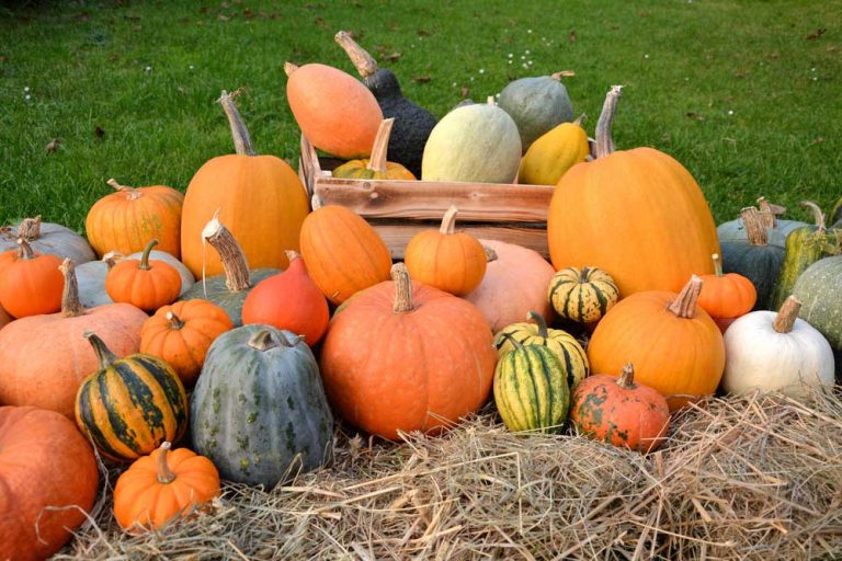 Dokedy je možné skladovať tekvice?