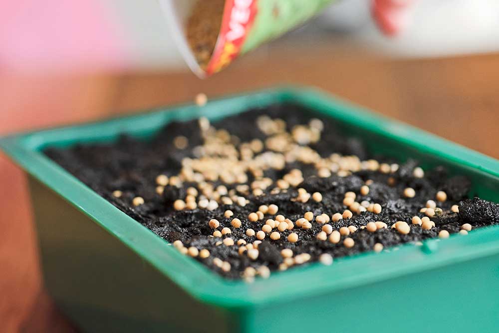 Vysievanie semien mikrobyliniek
