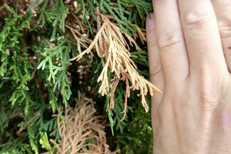 Suché vetvičky na tujách: Je to choroba alebo škodca?