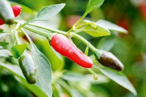 Zimbabwe Bird paprika kríčkovitá