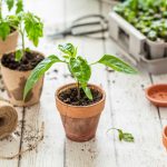 Ako pestovať papriku čili