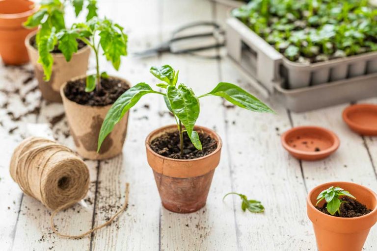 Ako pestovať čili papriku? Doprajte jej dostatok svetla aj tepla a odmení sa silnými priesadami