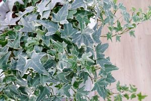 Brečtan popínavý ‘Glacier’ (Hedera helix)