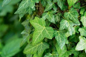 Brečtan popínavý (Hedera helix)