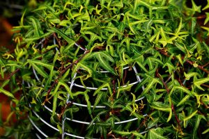 Brečtan popínavý ‘Sagittifolia’ (Hedera helix)