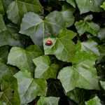 Brečtan s lienkou na liste