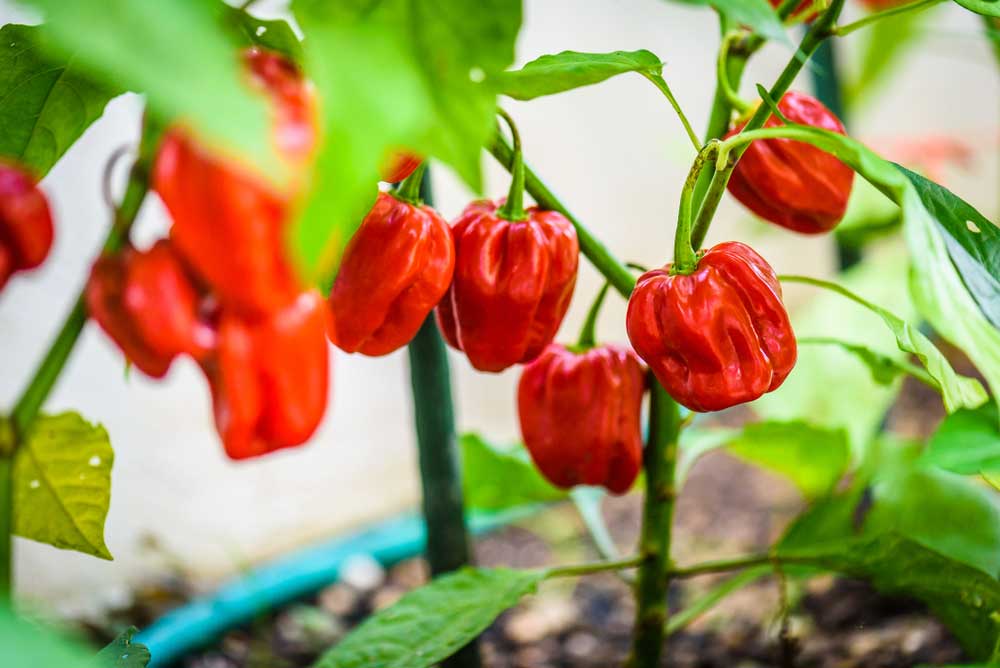 Červená štipľavá čili paprika Habanero