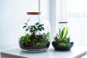 Domáce rastlinné teráriá v moderných sklenených nádobách