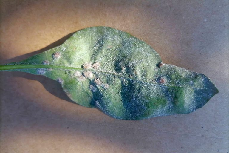 Biely povlak na listoch goji. Ako sa zbaviť múčnatky?