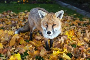 Líšky denne ulovia až 50 hrabošov a likvidujú uhynuté zvieratá. Pozor však na besnotu, ktorá ale nie je jediným strašiakom