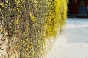 Jazmín nahokvetý (Jasminum nudiflorum)