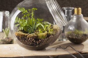 Malé rastlinné terárium v sklenenej nádobe