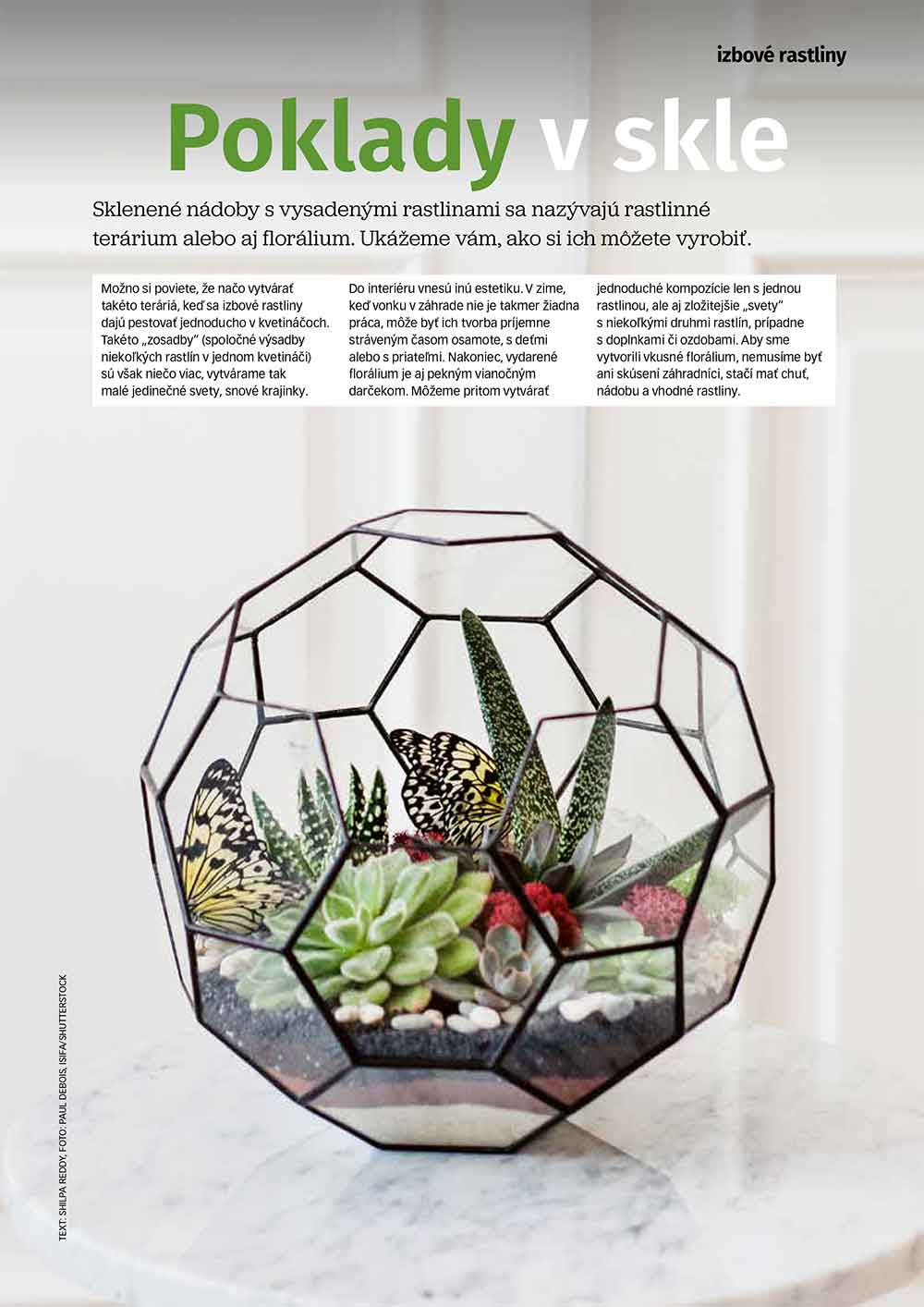 rastlinne terarium 9 2022 1