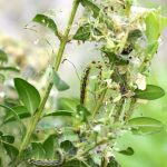 Vijačka na krušpáne