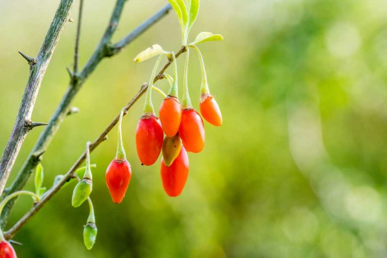 Kvety kustovnice čínskej (goji) stále opadnú. Čo robiť, aby sme sa dočkali úrody?