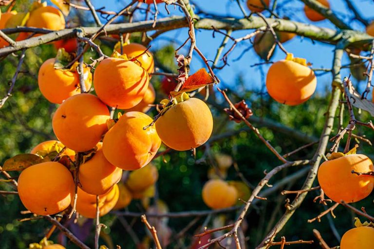 Túžite po chutných plodoch hurmikaki? Tieto odrody sú vhodné aj do severných oblastí