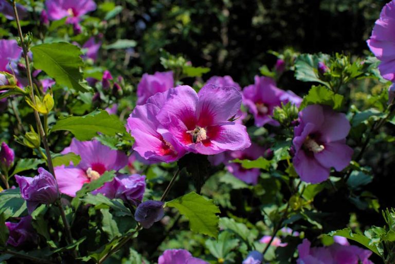 Rozmnožte si najkrajšie kvitnúce kry pomocou odrezkov. Teraz je na to najvhodnejšie obdobie