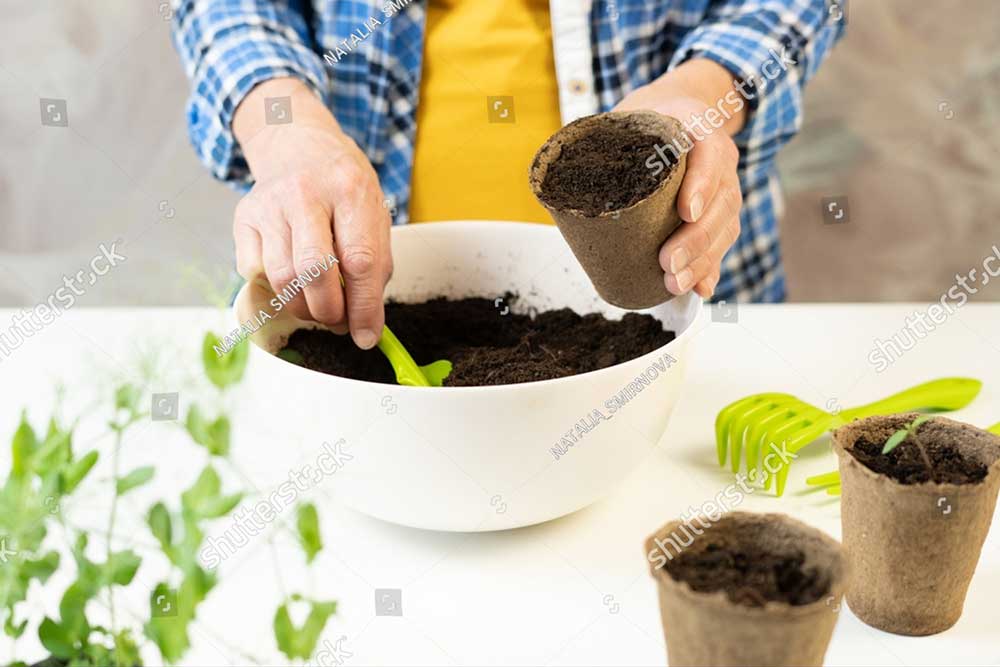 stock photo a woman puts soil with a green shovel into an eco friendly peat pot for seedlings the concept of 2142069369