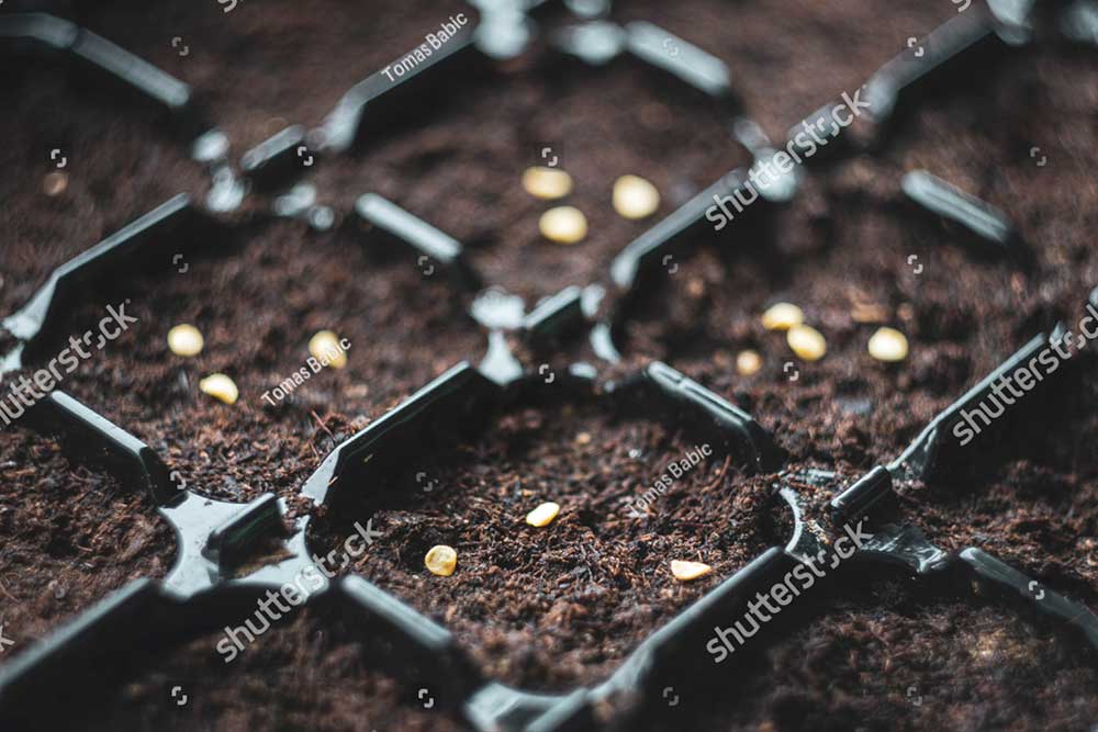 stock photo planting chili seeds in small flower pots 1672112155