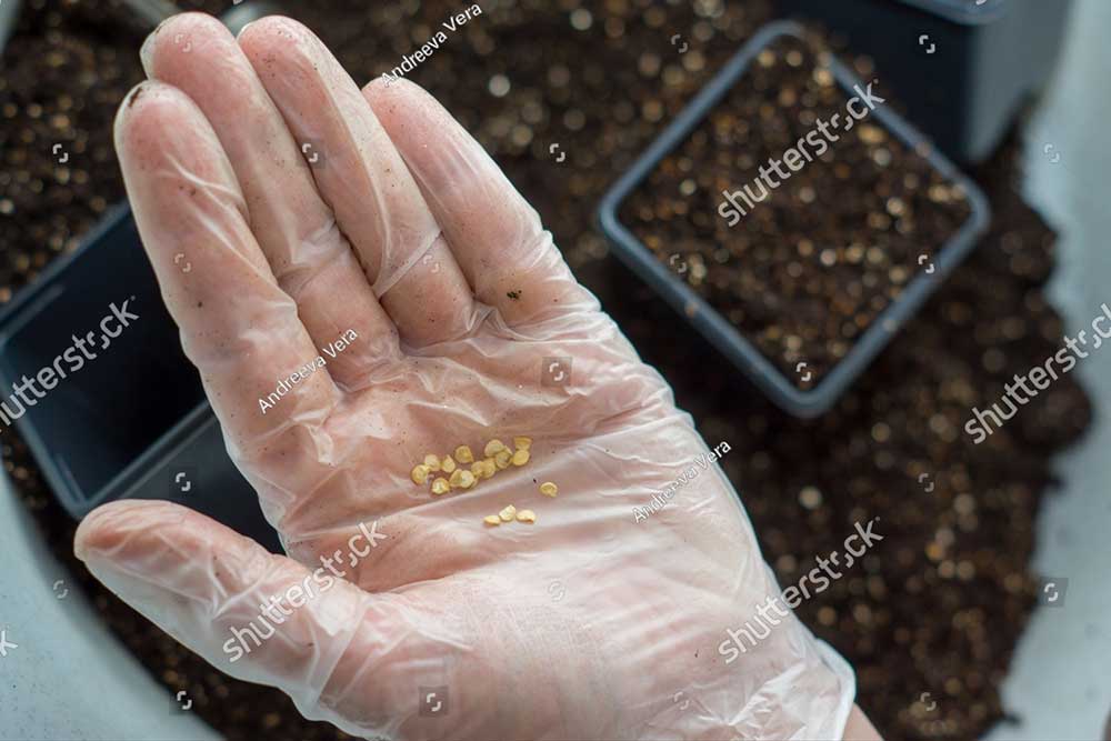 stock photo planting pepper seeds for seedlings in an individual pot in a mixture of earth and vermiculite 2122700090