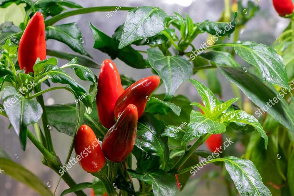 stock photo red hot pepper young seedlings of hot pepper gardening 2221154521