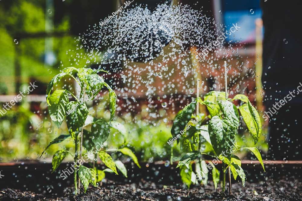 stock photo sweet pepper plants and waterdrops water with watering can gardening 2120117306