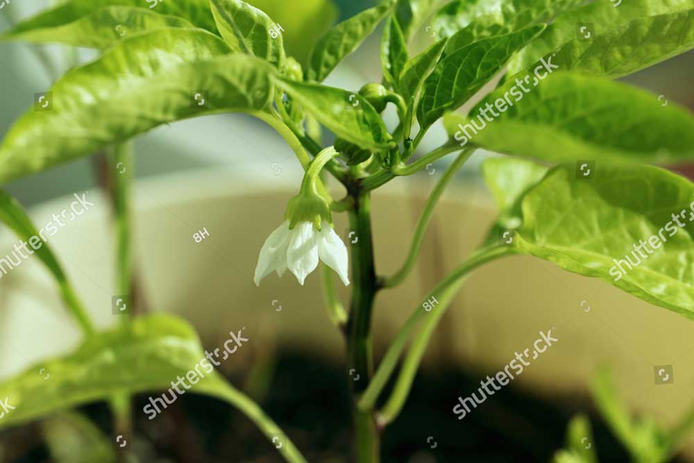 stock photo sweet pepper seedlings seedling paprika 1692158908