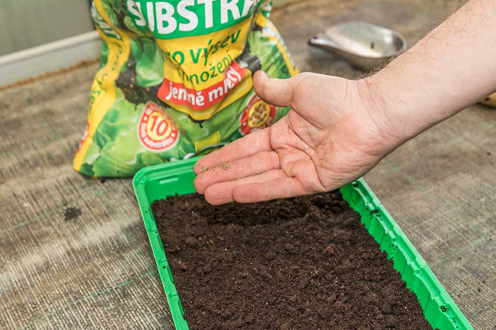 Vysievanie zeleru: Výsev semien pomedzi prsty