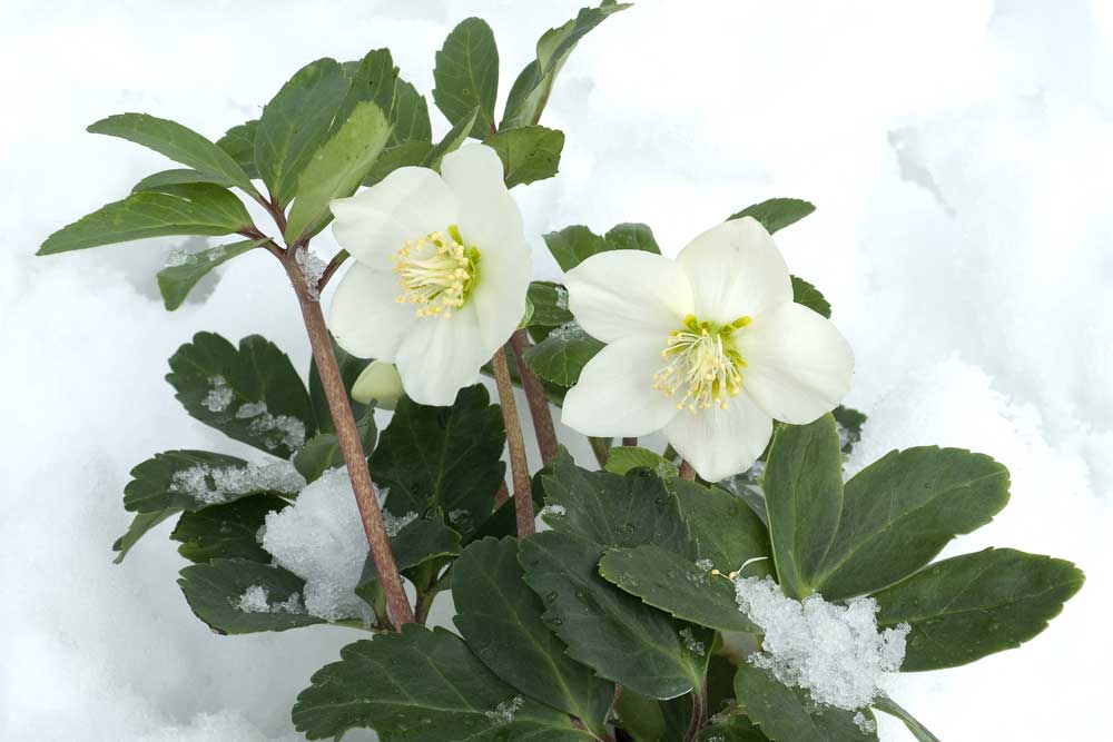 Čemerica čierna (Helleborus niger)