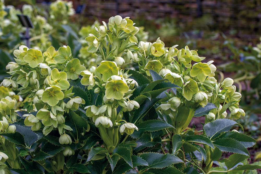 Čemerica korzická (Helleborus argutifolius)