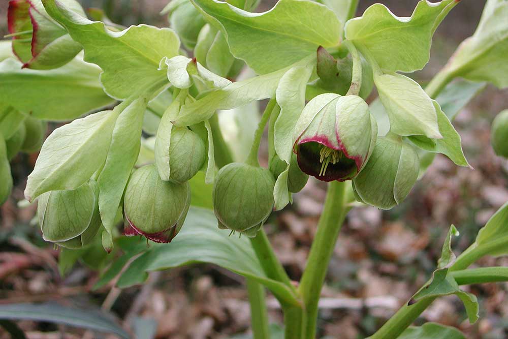 Čemerica smradľavá (Helleborus foetidus)