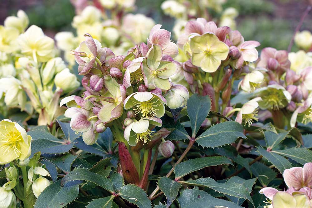 Čemerica Sternova (Helleborus × sternii)