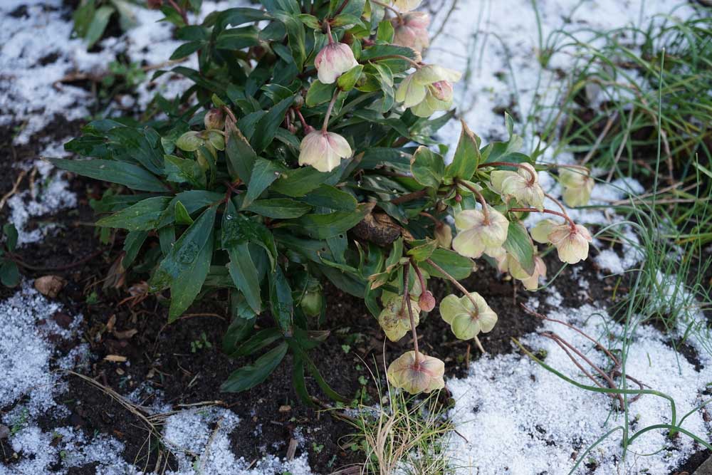 Kvitnúca čemerica v zime